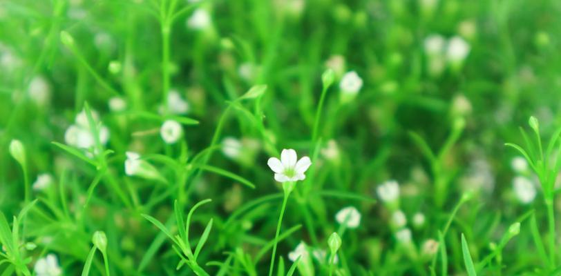 绿色满天星花语，祝福与希望的象征（绚丽多彩的花卉，传递无限祝福）