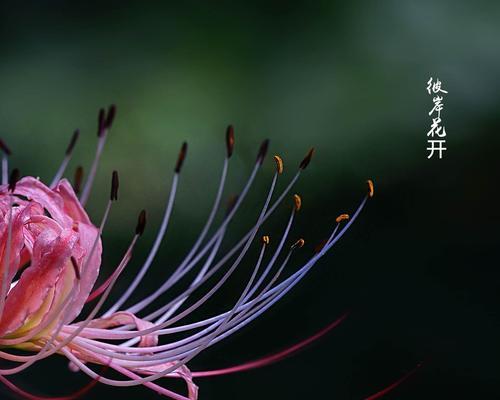 春来彼岸花盛开（开花时间、花色、花语等）