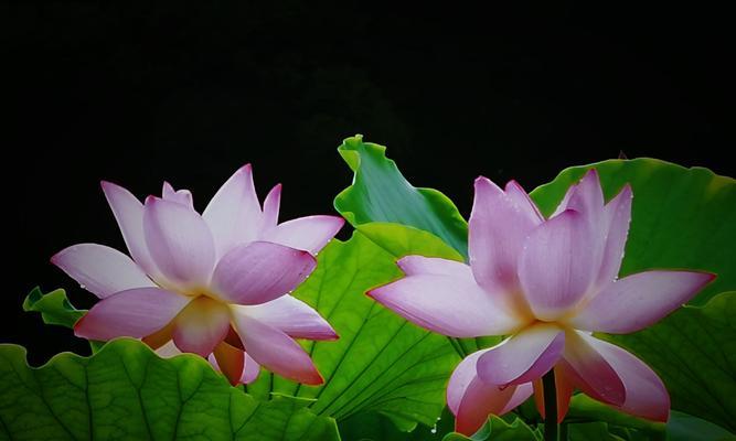 玫瑰花与荷花的花语之美（用花语传递的爱与纯洁）