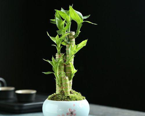 转运竹的种植养护（种植技巧、浇水、施肥、剪枝、病虫害防治等全面指南）