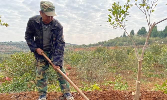 油茶树种植全攻略（一步步教你打造丰收的油茶园）