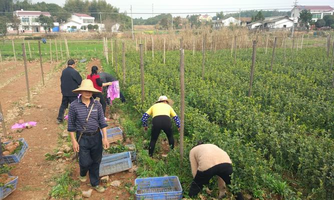 油茶树种植全攻略（一步步教你打造丰收的油茶园）