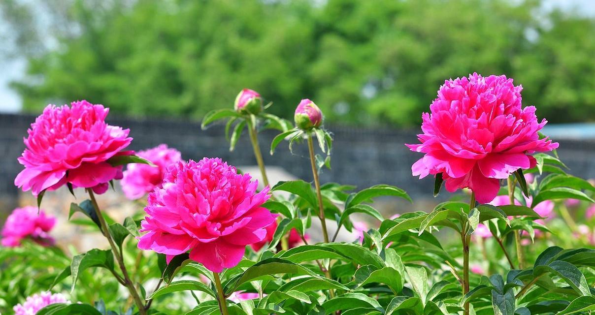 芍药种植全攻略（从选地到养护，一步步教你成为芍药种植达人）