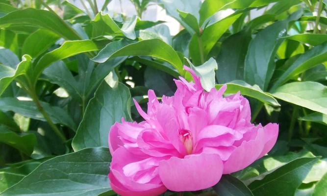 芍药花语养殖方法，打造美丽花海（从选种到施肥，关键步骤一一解析）