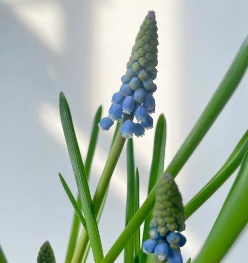 风信子花期（一朵如春风般的花）