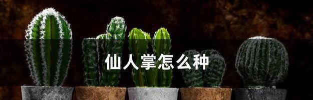 如何种植睡莲种子？（从挑选到萌芽，完整指南教你种出美丽的睡莲！）