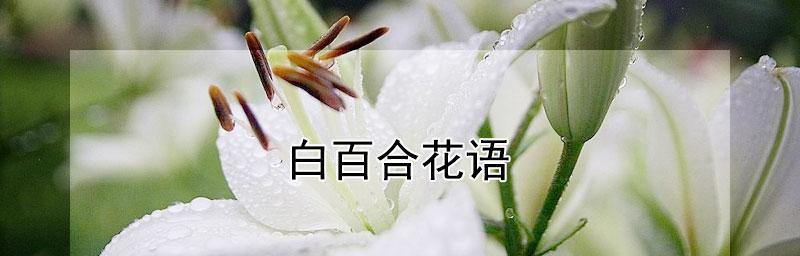 白百合花语——纯洁与美丽的象征（探索白百合花语的深层意义）