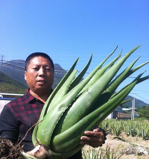 芦荟的栽培和管理（打造自家的美丽芦荟园——如何选择芦荟品种、土壤、养护和繁殖）