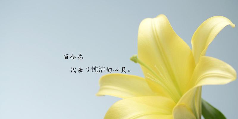 白色百合花的花语——纯洁与爱的象征（用白色百合花传达真挚情感）