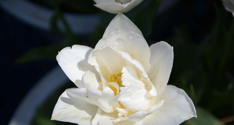 白色郁金香的花语（花开清晨，美丽如雪；如此纯白，寄托心愿）