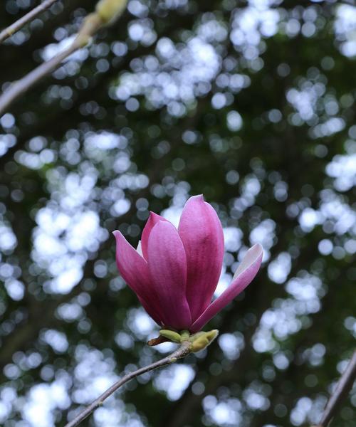 白玉兰花的花语和寓意（揭示白玉兰的神秘之美）