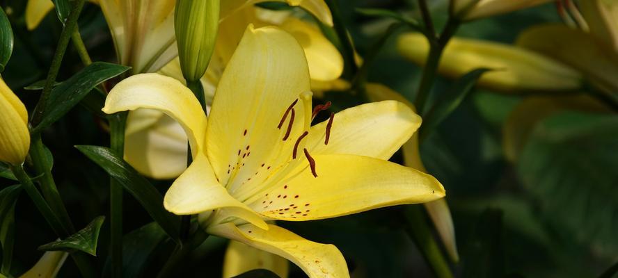 百合花的象征意义（揭开百合花的神秘面纱）