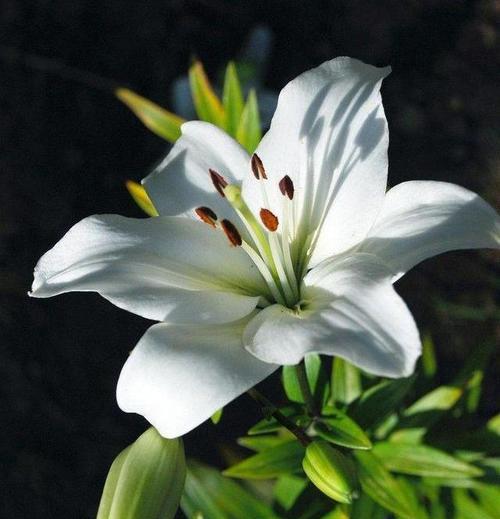 百合花的寓意与象征（传递爱与纯洁的百合花）