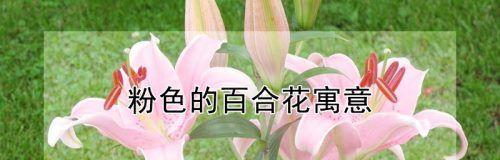 白色百合的花语与寓意（探秘白色百合的深意，了解其花语寓意）