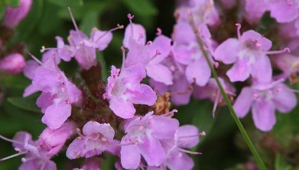 百里香花语（芳香四溢，传递着生活的意义）