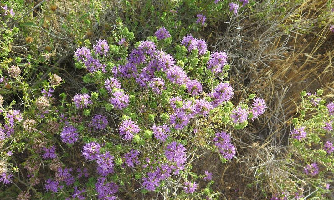 百里香花语（芳香四溢，传递着生活的意义）