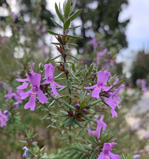 百里香花语（芳香四溢，传递着生活的意义）