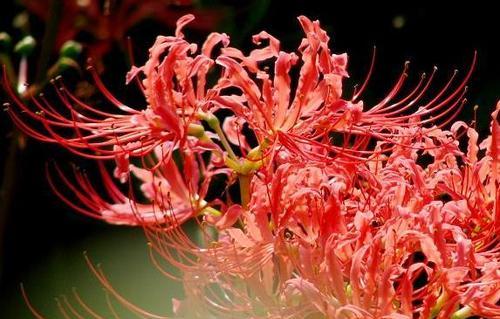 彼岸花的七种颜色，传递不同的花语（七彩芬芳，解读彼岸花的花语之谜）