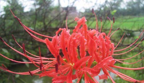 彼岸花（傲立秋日，彼岸花的花语传递着希望与守望）