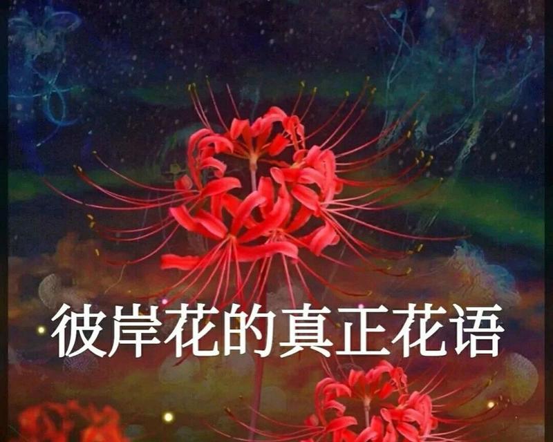 彼岸花（傲立秋日，彼岸花的花语传递着希望与守望）