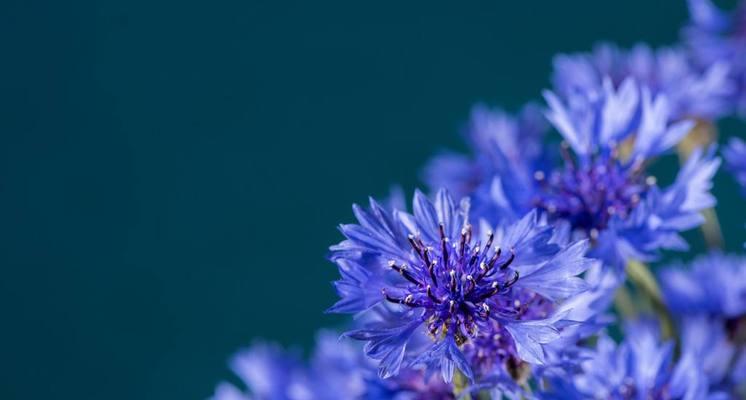 矢车菊花语大揭秘（探索矢车菊的五彩世界，解读每一种颜色的隐藏花语）