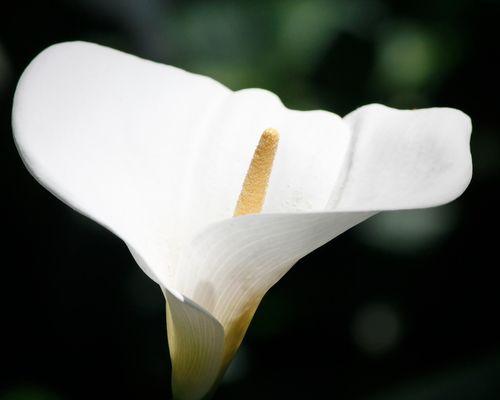 黄花马蹄莲的寓意（从花语、文化和象征三个方面探究）