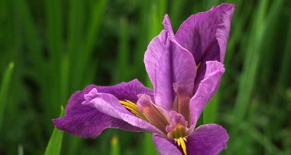 菖蒲花（菖蒲花的神秘力量与传统寓意）