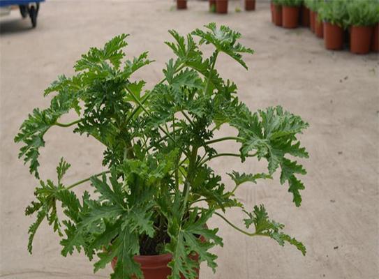 神奇植物，趣味驱蚊（掌握这些植物，告别蚊虫侵扰）