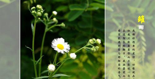 多彩雏菊的花语（展现生活多姿多彩的雏菊）