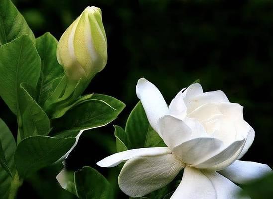 栀子花生长习性及防晒措施（了解栀子花的生长特点，科学防晒保护花木健康）