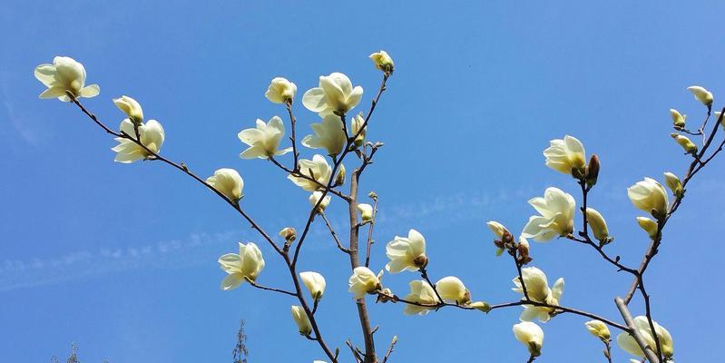 花开一生，情定不变（以代表一生挚爱的花，感叹爱的美好）