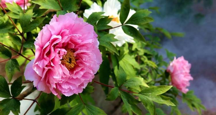 牡丹花开花时间多长？（从生长期到盛花期，全面解析牡丹花的生长过程）