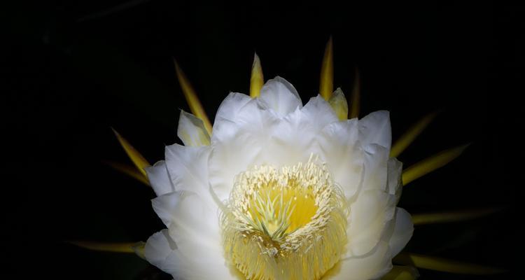 友谊花语-以代表友谊的花卉植物为主题的探索（用花语传递友谊的深情）