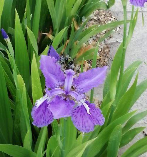 友谊长久的花朵（盛开与友谊同在）