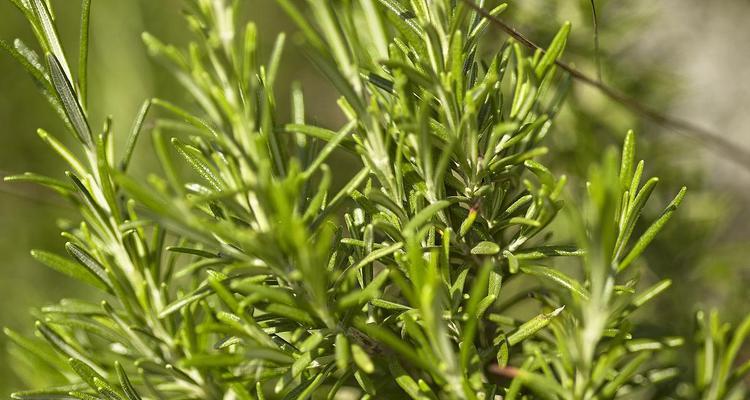 迷迭香的种植与养护（轻松打造私家花园，从迷迭香开始）