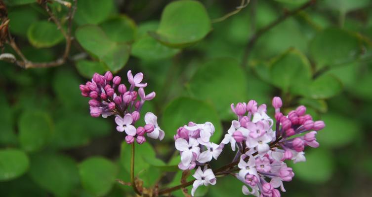 丁香花的花语（寄托思念与祝福的芬芳）