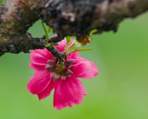 桃花（探究桃花在文化中的象征意义）