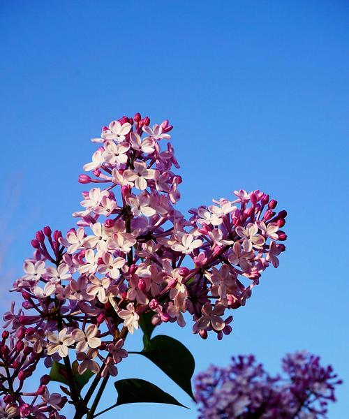 丁香花（丁香花的代表意义与传说）