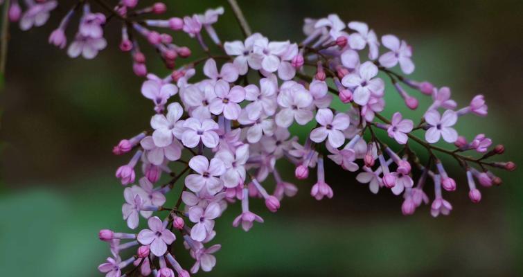 丁香花的寓意与象征意义（丁香花的神秘、浪漫与希望）