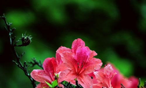 杜鹃花（探寻杜鹃花的花语和寓意，传递真挚的情感）