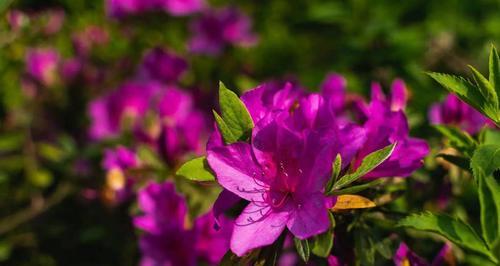 杜鹃花（探寻杜鹃花的花语和寓意，传递真挚的情感）