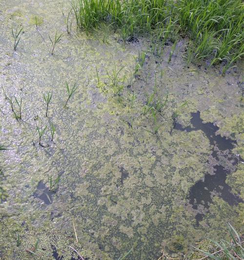 探秘水绵的神奇世界（从外形到生态，揭秘水绵植物的生命密码）