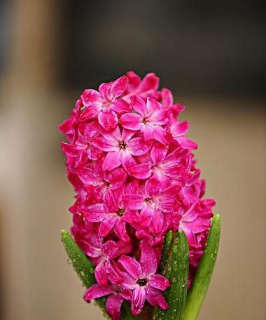 风信子花语的神秘之美（揭开风信子的花语密码，寓意深刻）