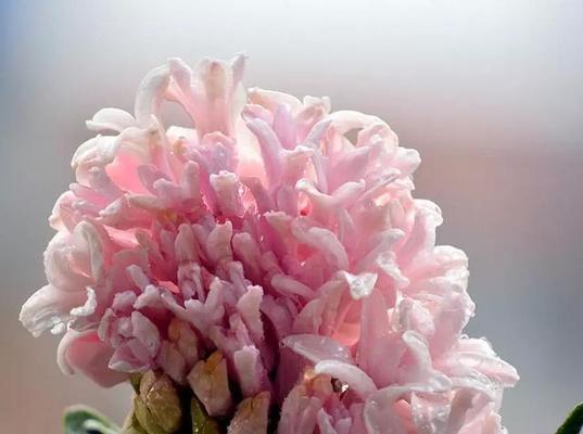 解读茉莉花栀子花和风信子花的花语（探索花朵背后的情感和寓意）