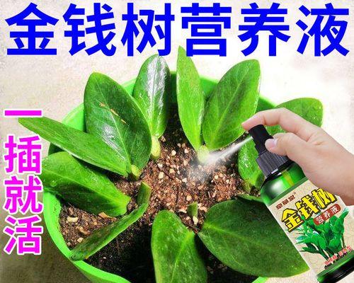 让你的金钱树更茂盛——正确施肥方法（让金钱树爱上生活的味道）