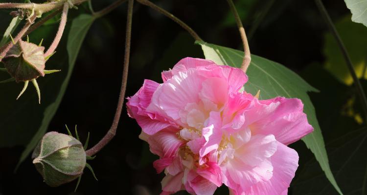 芙蓉花（探索芙蓉花的文化寓意与传统象征）