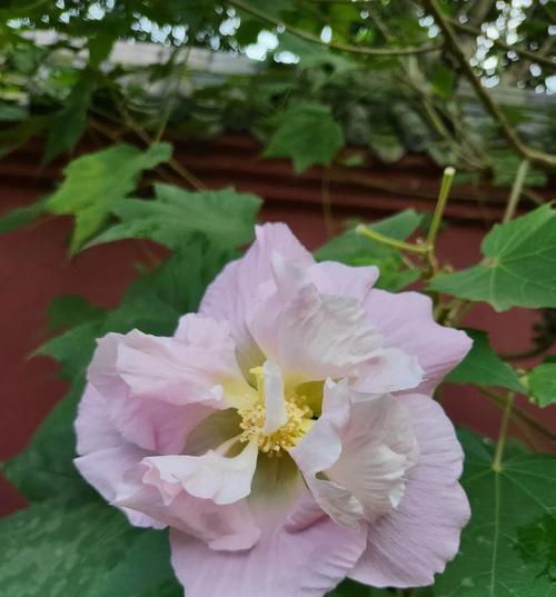 芙蓉花的花语（探寻芙蓉花所传递的深层寓意）