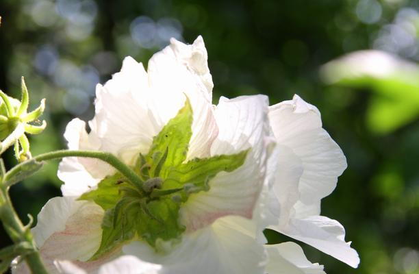 芙蓉花的花语（探寻芙蓉花所传递的深层寓意）