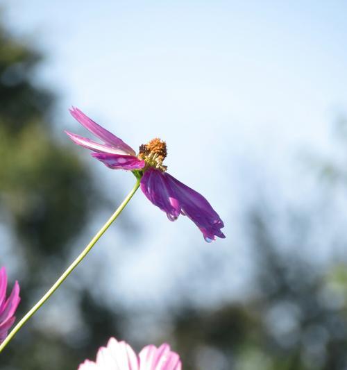 格桑花（借助格桑花的花语，了解坚持不懈、希望与爱的力量）