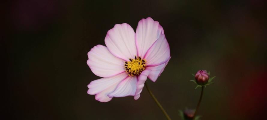 以格桑花花语象征与寓意（格桑花的秘密）